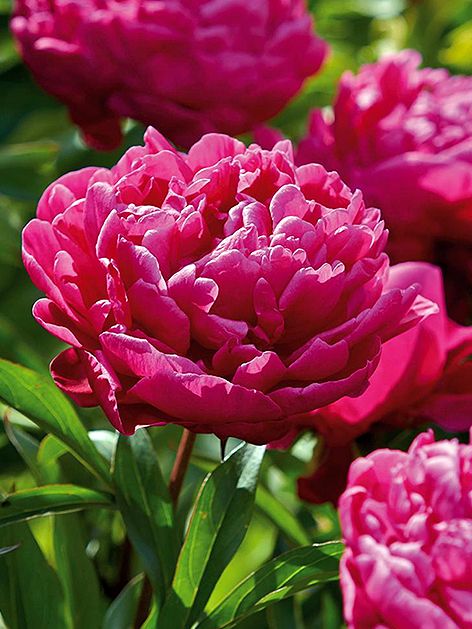Pfingstrose Paeonia karl rosenfield