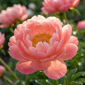 Paeonia 'Pink Hawaiian Coral' - Pfingstrose, Bauernrose - LumiBlumi