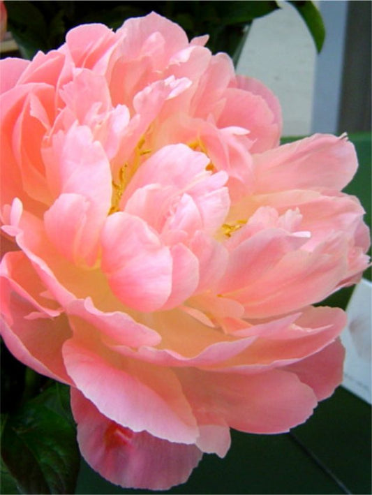 Pfingstrose Paeonia pink hawaiian coral