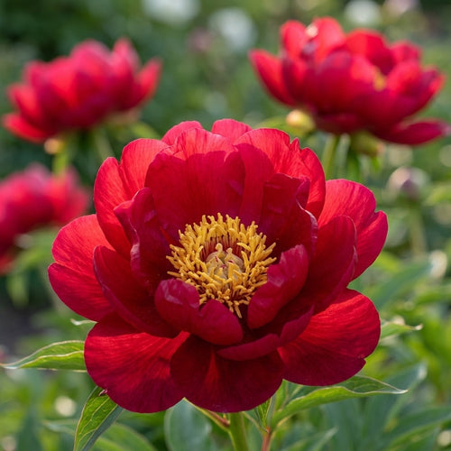 Pfingstrose 'Scarlet Heaven' - 1 Stück - LumiBlumi