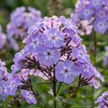 Flammenblume 'Blue Boy' - 10 Stück - LumiBlumi