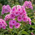 Flammenblume 'Cosmopolitan Pan.' - 5 Stück - LumiBlumi
