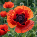 Mohn 'Indian Chief Orient.' - 5 Stück - LumiBlumi