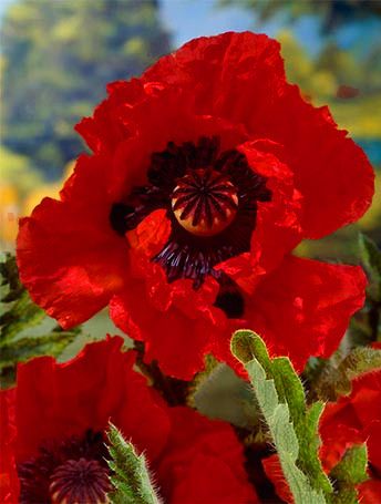 Mohn Papaver indian chief orient.