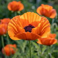 Papaver 'Orange Glow Orient.' - Mohn, Klatschmohn - LumiBlumi