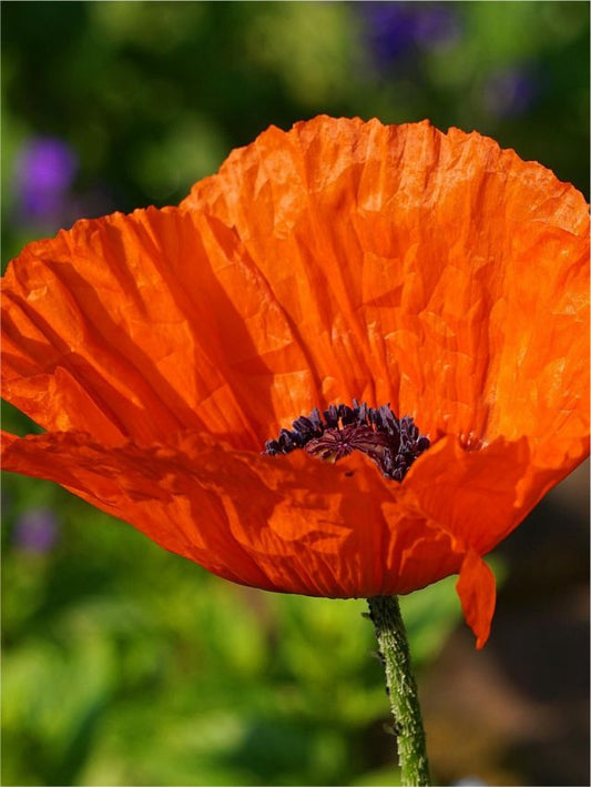 Mohn Papaver orange glow orient.