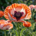 Mohn 'Picotee' - 3 Stück