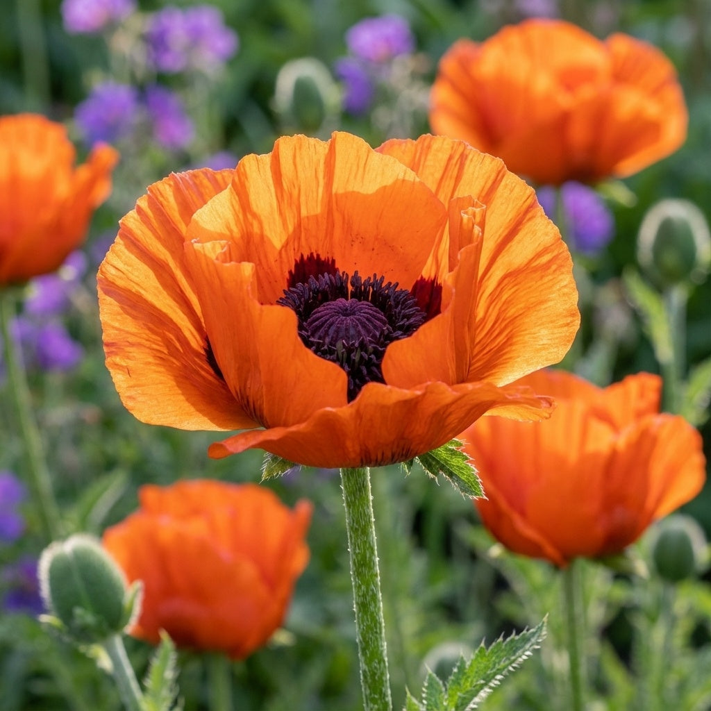 Papaver 'Doubloons Orient.' - Mohn, Klatschmohn - LumiBlumi