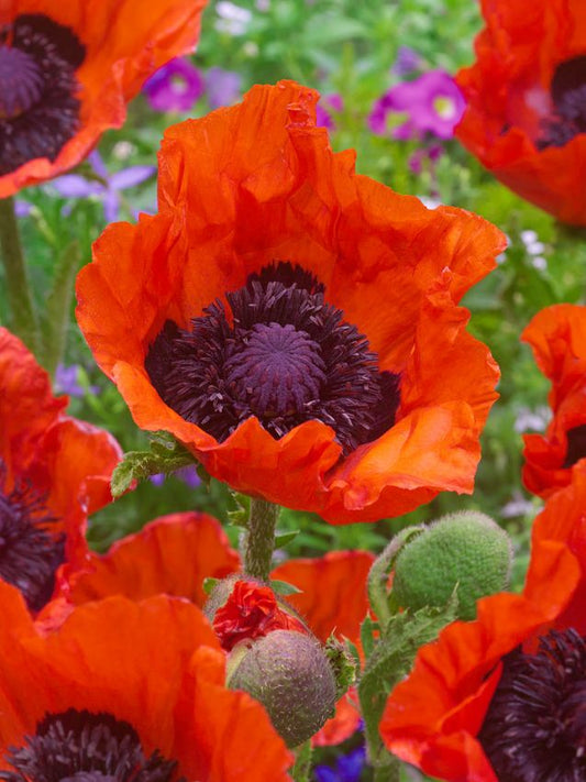 Mohn Papaver doubloons orient.