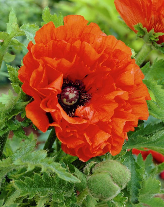 Mohn Papaver may queen orient.