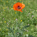Papaver 'Harvest Moon Orient.' - Mohn, Klatschmohn - LumiBlumi