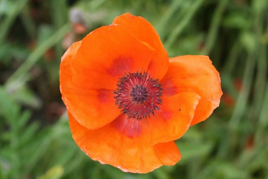 Mohn Papaver harvest moon orient.