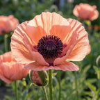 Mohn 'Helen Elisabeth' - 3 Stück - LumiBlumi
