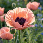 Mohn 'Helen Elisabeth' - 3 Stück - LumiBlumi