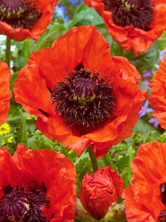 Mohn Papaver turkenlouis orientale