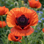 Mohn 'Turkenlouis' oriental - 3 Stück - LumiBlumi