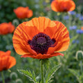 Mohn 'Turkenlouis' oriental - 3 Stück - LumiBlumi