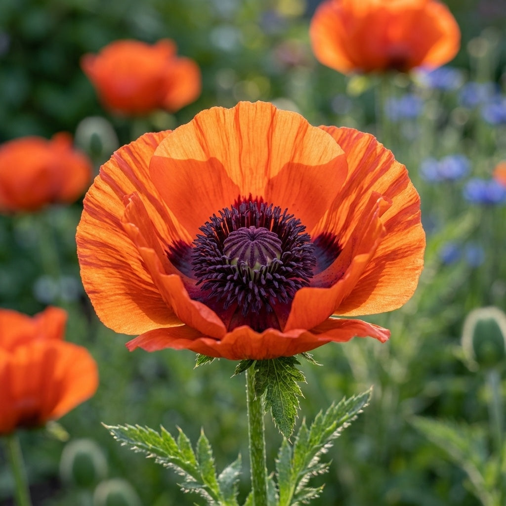 Mohn 'Turkenlouis' oriental - 3 Stück - LumiBlumi
