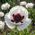Papaver 'Perry's White' - Mohn, Klatschmohn - LumiBlumi