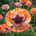 Mohn 'Pinnacle Orient.' - 5 Stück - LumiBlumi