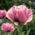 Papaver 'Sensation Pink Perfection Orient.' - Mohn, Klatschmohn - LumiBlumi