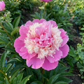Paeonia 'Anima' - Pfingstrose, Bauernrose