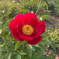 Paeonia 'Blaze' - Pfingstrose, Bauernrose