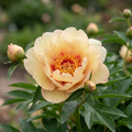 Paeonia 'Callies Memory' - Pfingstrose, Bauernrose