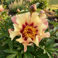 Paeonia 'Paeonia Court Jester' - Pfingstrose - LumiBlumi