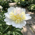 Paeonia 'Golden Fleece' - Pfingstrose, Bauernrose - LumiBlumi