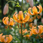 Lilie 'Peppard Gold Martagon' - 3 Stück - LumiBlumi
