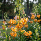 Lilie 'Peppard Gold Martagon' - 3 Stück - LumiBlumi