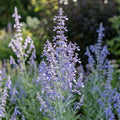 Blauraute 'Blue Steel Atriplicifolia' - 5 Stück - LumiBlumi