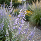 Blauraute 'Atriplicifolia Blue Spire' - 3 Stück - LumiBlumi