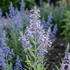 Blauraute 'Atriplicifolia Blue Spire' - 3 Stück - LumiBlumi