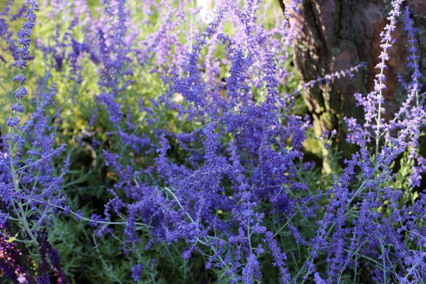 Perovskia 'Atriplicifolia Blue Spire' - Blauraute