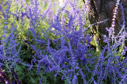Perovskia 'Atriplicifolia Blue Spire' - Blauraute