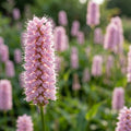 Persicaria bistorta 'Superba' (Knöterich) - 4 Stück