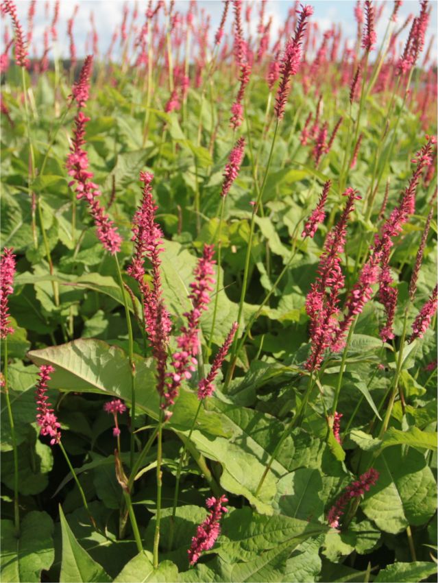 Stauden Persicaria speciosa ampl.