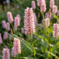 Persicaria 'Superba Bistorta' - Kerzenknöterich - LumiBlumi