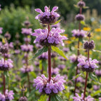 Brandkraut 'Tuberosa' - 10 Stück - LumiBlumi