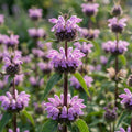 Brandkraut 'Tuberosa' - 10 Stück - LumiBlumi