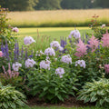 Flammenblume 'Lilac Time' - 5 Stück - LumiBlumi