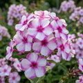 Flammenblume 'Neon Flare Paniculata' - 10 Stück - LumiBlumi