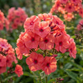 Flammenblume 'Tequila Sunrise Paniculata' - 10 Stück - LumiBlumi