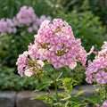 Flammenblume 'Peppermint Twist Pan.' - 5 Stück - LumiBlumi