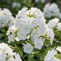 Flammenblume 'Rembrandt Paniculata' - 10 Stück - LumiBlumi