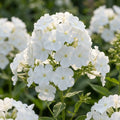 Flammenblume 'White Admiral' - 5 Stück - LumiBlumi