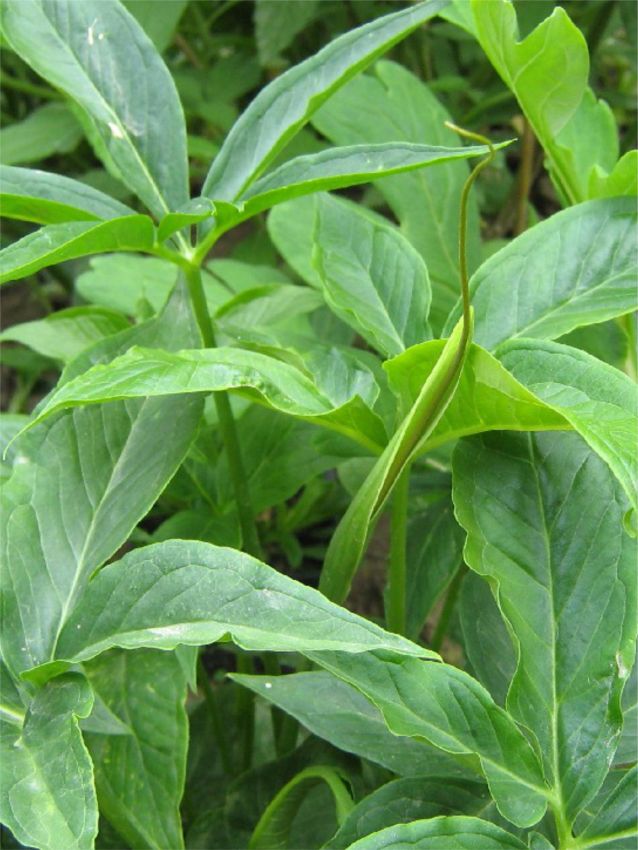 P9 Töpfen Pinellia pedatisecta
