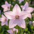 Platycodon 'Fuji Pink Grandifl.' - Ballonblume - LumiBlumi